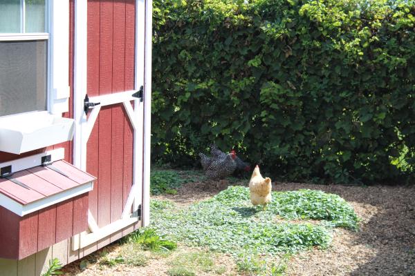 SCS chicken coop and yard